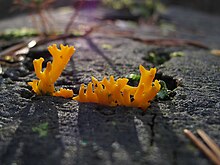 Harkjas sarvik Calocera furcata