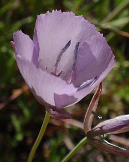 <i>Calochortus nudus</i> Species of flowering plant