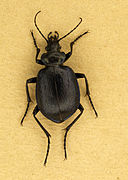 Calosoma inquisitor.