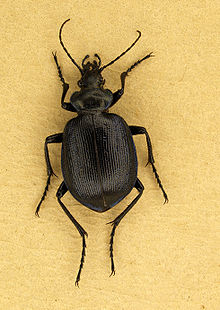 Calosoma inquisitor.JPG