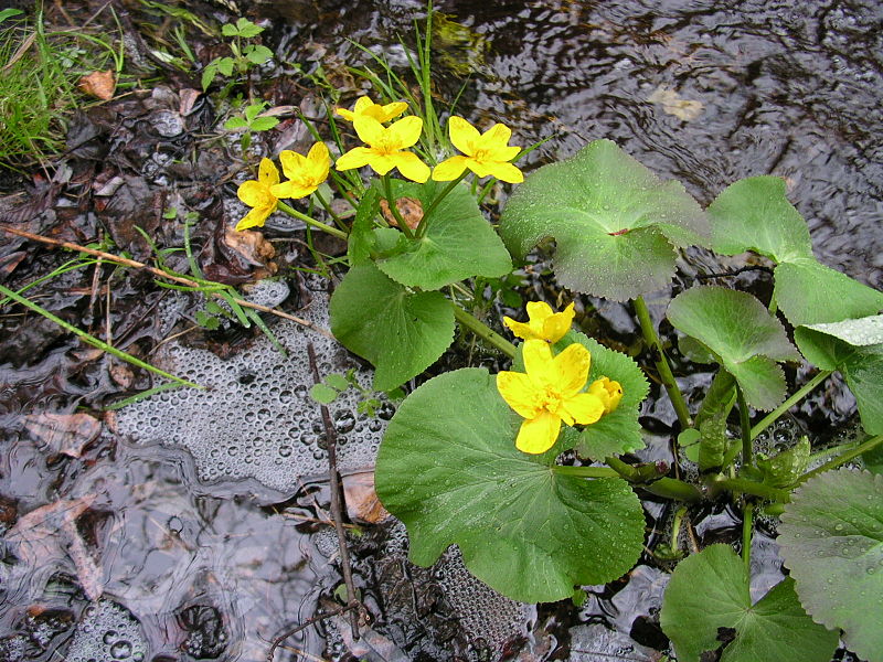 File:Caltha palustris 1 (5097819978).jpg