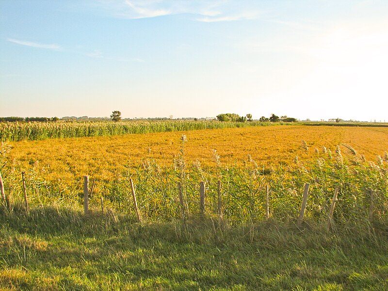 File:Camargue landscape east of Arles.jpg