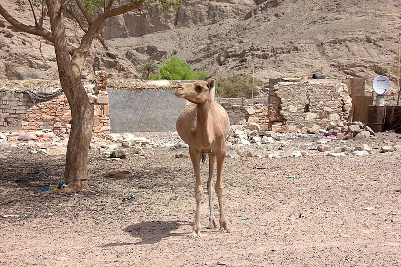 File:Camel, Beir Zejer, South Sinai 00 (4).jpg