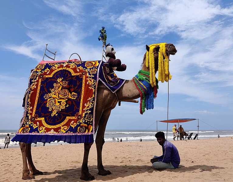 File:Camel at Puri Beach.jpg