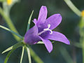 Thumbnail for Campanula lusitanica