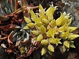 Flowering in habitat, Mount Diablo