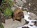 Hyrax সঙ্গে মানিয়ে নিতে সক্ষম হয়, আরো একটি চরম জলবায়ু এবং এখানে পাওয়া পর্যন্ত সর্বোচ্চ টিলা