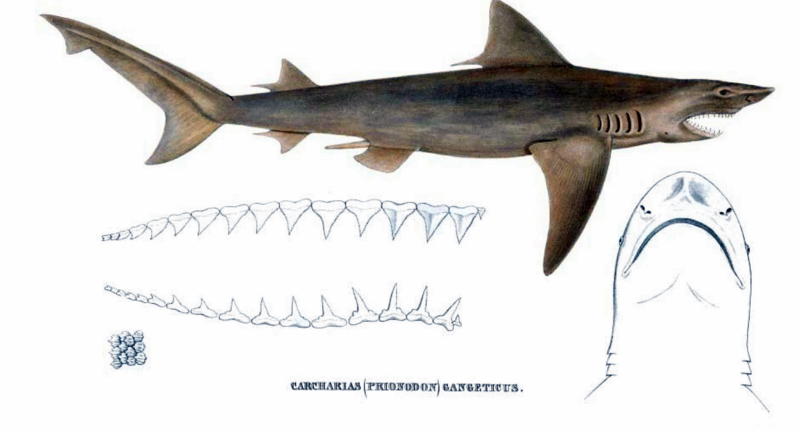 File:Carcharias gangeticus by muller and henle.png