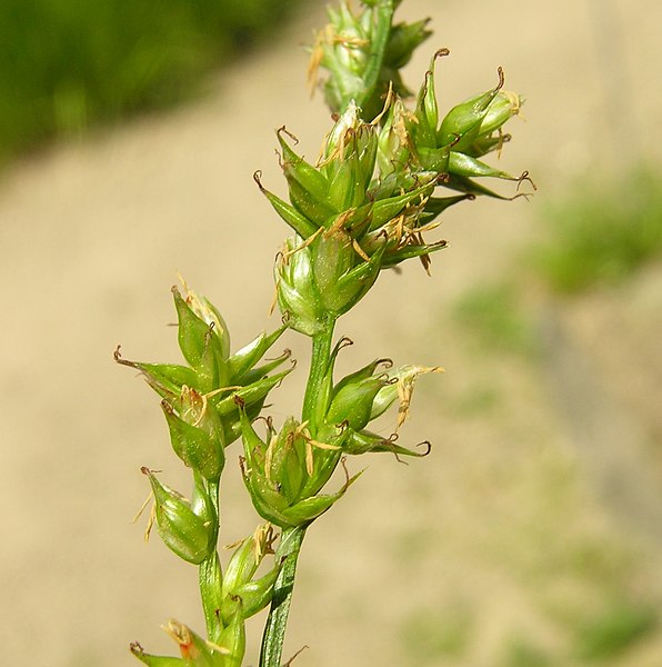 File:Carex divulsa inflorescens (6).jpg