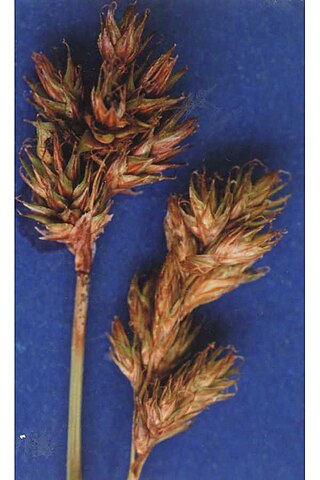 <i>Carex multicostata</i> Species of grass-like plant