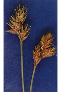 <i>Carex straminiformis</i>