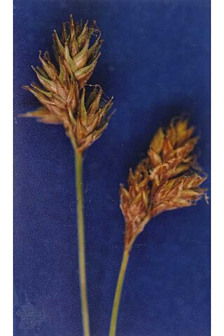 <i>Carex straminiformis</i> Species of sedge