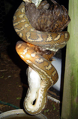 Maior cobra do Brasil não quebra ossos de presas, como se pensa, Terra da  Gente