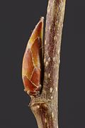 Carpinus betulus (european hornbeam), Buds