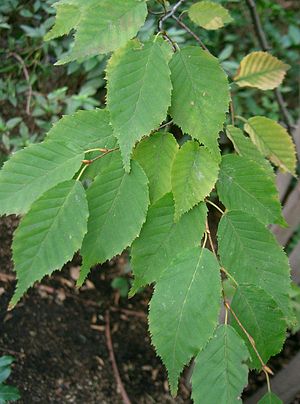 서어나무(C. laxiflora var. laxiflora) 잎