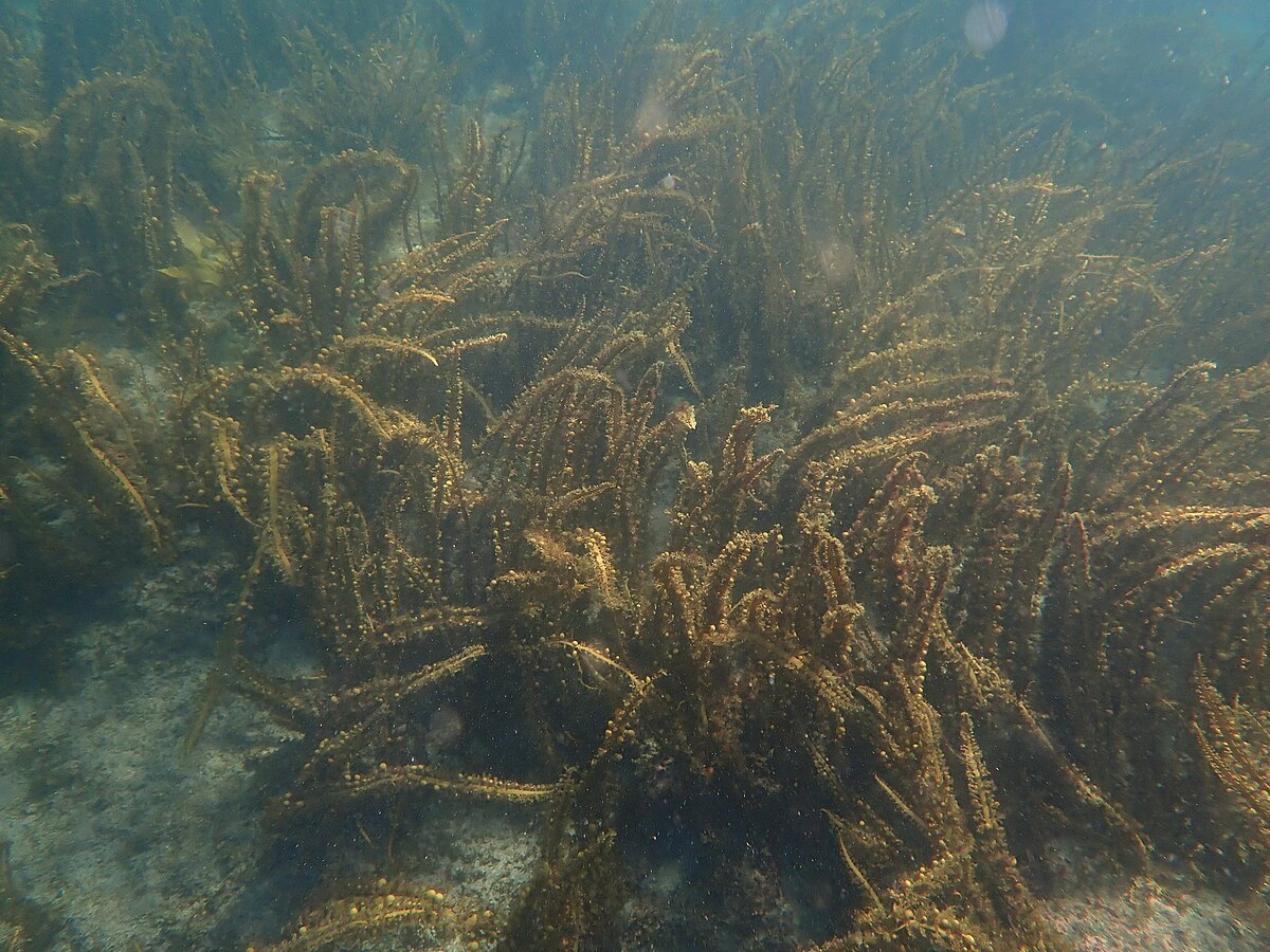 Бурые водоросли Средиземного моря