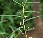 Cassia mimosoides in Hyderabad, AP W IMG 0105.jpg