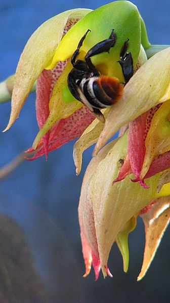 File:Cataseum macrocarpum Rich. ex Kunth - Flickr - Alex Popovkin, Bahia, Brazil (3).jpg