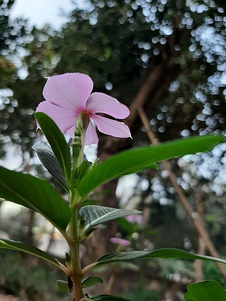 File:Catharanthus roseus 5.jpg