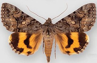 <i>Catocala mcdunnoughi</i> Species of moth