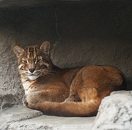 rezavě zbarvená kočka ležící na šedém betonu či kamenině