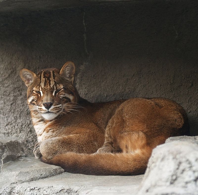 Asian golden cat - Wikipedia