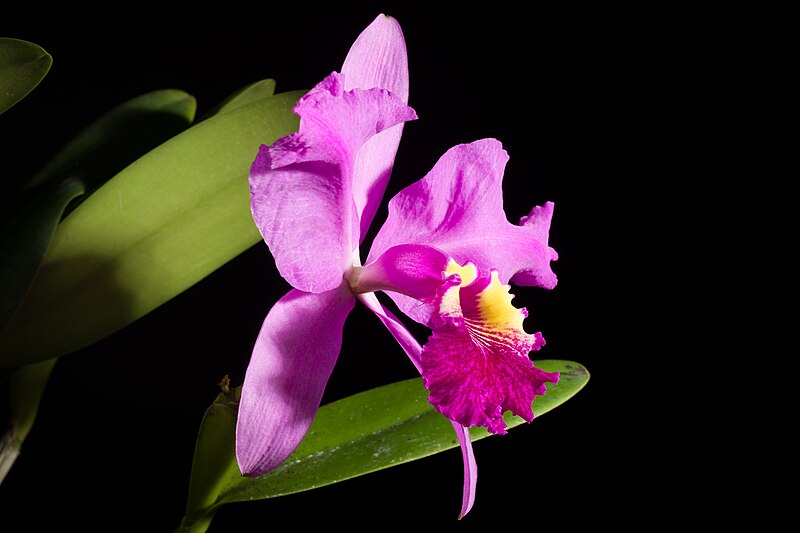File:Cattleya lueddemanniana 'OK-2' Rchb.f., Xenia Orchid. 1 29 (1854) (49333917692).jpg