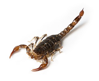 <span class="mw-page-title-main">Bothriuridae</span> Family of scorpions