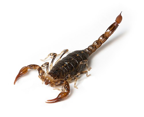 Cercophonius squama (Arachnida: Scorpiones: Bothriuridae)
