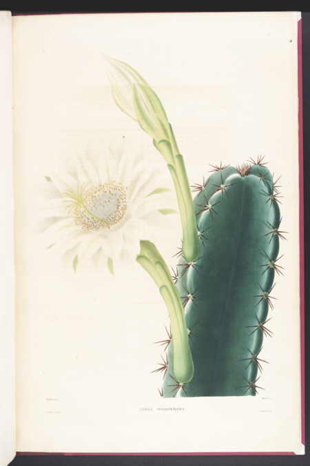 Tập_tin:Cereus_hexagonus_Lem.png