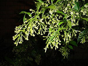 Night jasmine (Cestrum nocturnum)