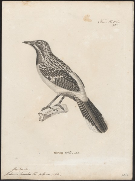 File:Chaetops frenatus - 1700-1880 - Print - Iconographia Zoologica - Special Collections University of Amsterdam - UBA01 IZ16300351.tif
