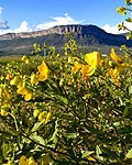 Thumbnail for File:Chapada da Diamantina com flores.jpg