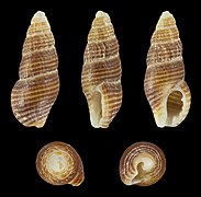 Chauvetia retifera, shell