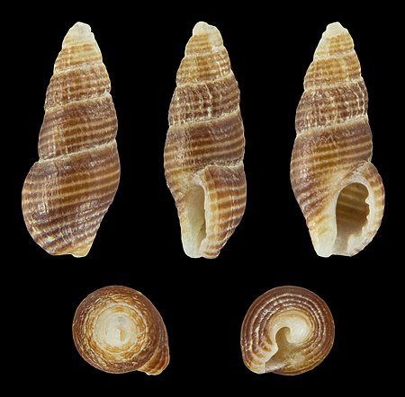 Chauvetia retifera