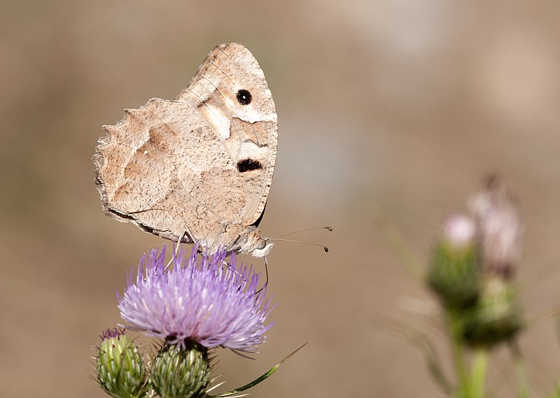 File:Chazara briseis - Hermit butterfly 01.jpg
