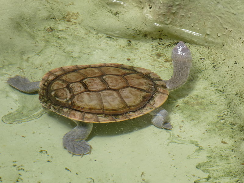 File:Chelodina mccordi-Lisbon-upper side view 02.JPG