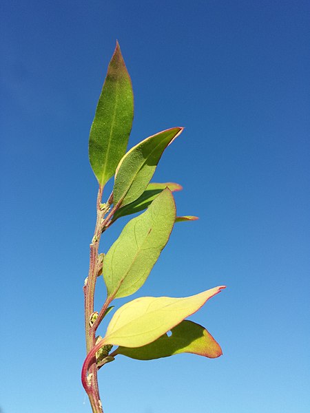 File:Chenopodium strictum sl8.jpg