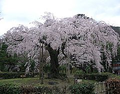 Kirschblüten in Kyoto.jpg