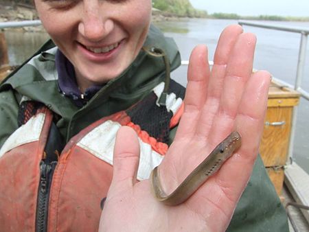 Chestnut Lamprey.jpg