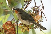 Apalis porphyrolaema