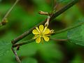 Triumfetta rhomboidea (Malvaceae)