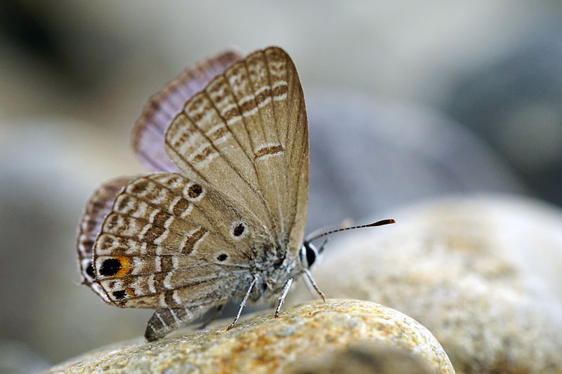 File:Chilades pandava peripatria ventral view 20140921.jpg