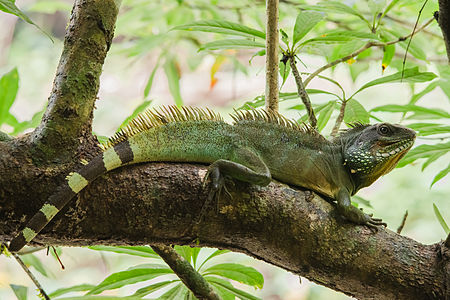 Chinese Water Dragon