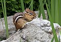 * Nomination Eastern chipmunk (Tamias striatus) --Rhododendrites 21:08, 10 July 2018 (UTC) * Promotion  Support Good quality. --George Chernilevsky 21:32, 10 July 2018 (UTC)