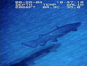 Frilled Shark