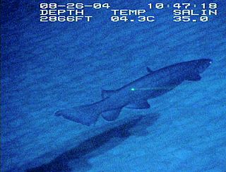 Southern African frilled shark Species of shark