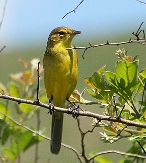 Chloropeta Genus of birds