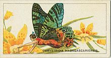 A cigarette card featuring a "Chrysiridia madagascariensis" fairy in 1928 Chrysiridia Cigarette card.jpg