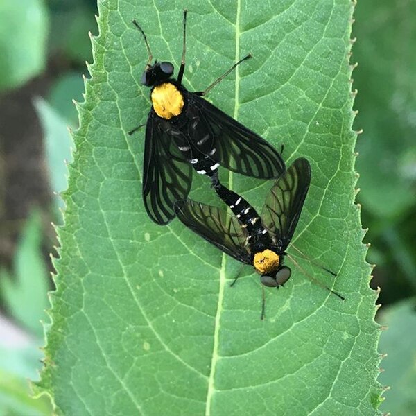 File:Chrysopilus thoracicus mating.jpg